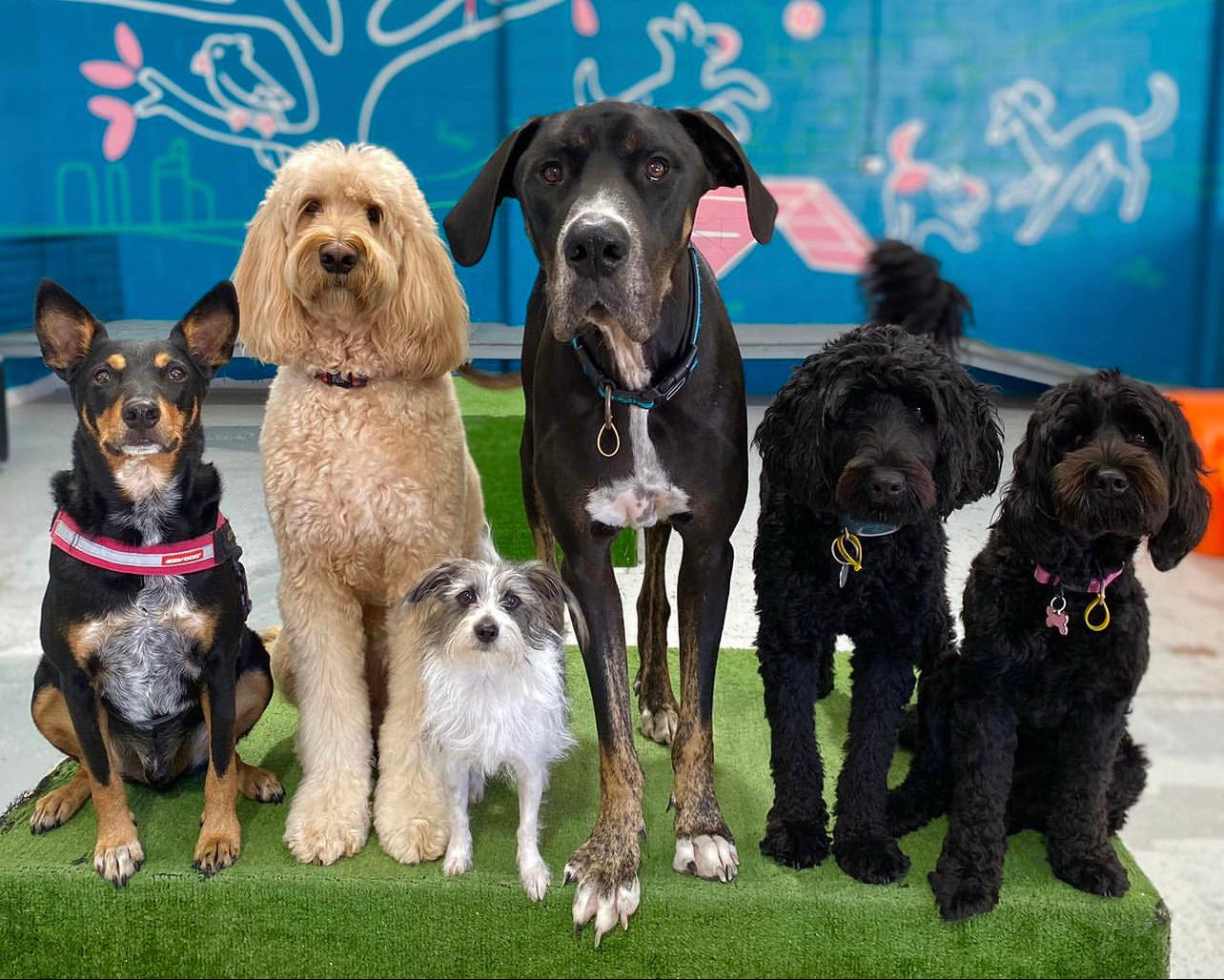 Bernies Backyard Dog Daycare