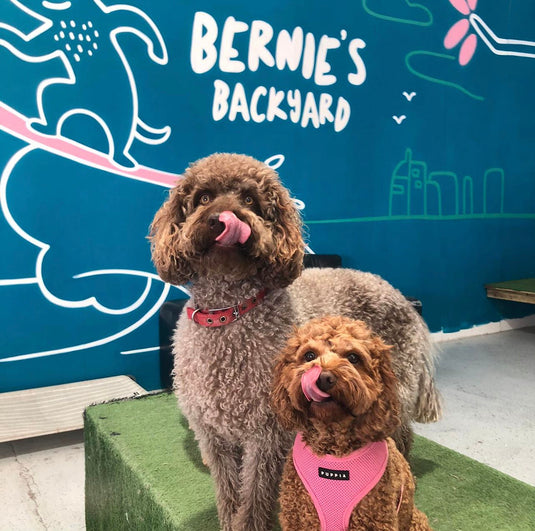 🐶 Bernie's Backyard Dog Daycare About Bernie's Pet Barn